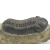 trilobit maroko 17a