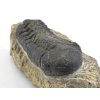 trilobit maroko 17b