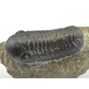 trilobit maroko 17d