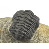 trilobit maroko 20c