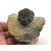 trilobit maroko 20e
