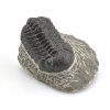 trilobit maroko 27