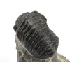 trilobit maroko 33c