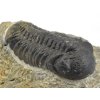 trilobit maroko 35b