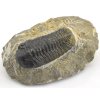 trilobit maroko 35