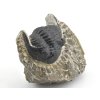 trilobit maroko 41a