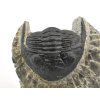 trilobit maroko 41c