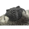 trilobit maroko 45d