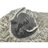 trilobit maroko 54a