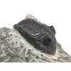 trilobit maroko 54c