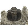 trilobit maroko 60c