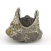 trilobit maroko 60