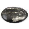 orthoceras maroko 9a