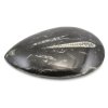orthoceras maroko 23a