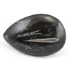 orthoceras maroko 23