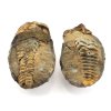 trilobit nodule 6