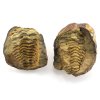 trilobit nodule 7