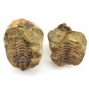 trilobit nodule 12