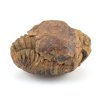 trilobit nodule 19b