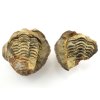 trilobit nodule 25