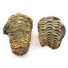 trilobit nodule 27