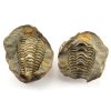 trilobit nodule 30