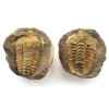 trilobit nodule 35