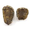 trilobit nodule 44