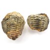 trilobit nodule 45