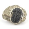 trilobit maroko 3
