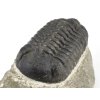 trilobit maroko 4b