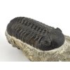 trilobit maroko 4c