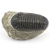 trilobit maroko 4