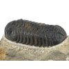 trilobit maroko 5d