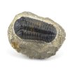 trilobit maroko 5