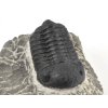 trilobit maroko 6b
