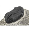 trilobit maroko 6d