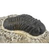 trilobit maroko 7b