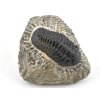 trilobit maroko 7