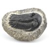 trilobit maroko 8