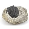trilobit maroko 10d