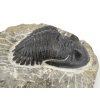 trilobit maroko 10e
