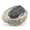 trilobit maroko 14b