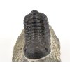 trilobit maroko 15a