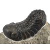 trilobit maroko 15b
