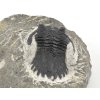 trilobit maroko 28c