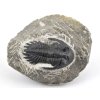 trilobit maroko 28