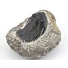 trilobit maroko 29c