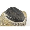 trilobit maroko 32a