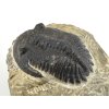 trilobit maroko 32b